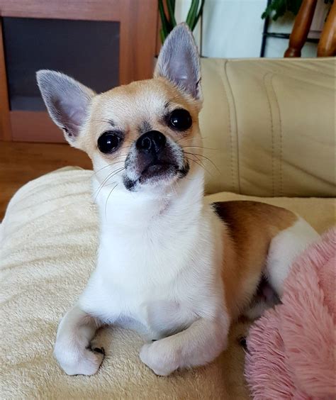 Max Chihuahua For Sale, Chihuahua Puppies, Chihuahuas, Pet Corner, Apple Head, Bestest Friend ...