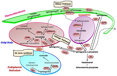 Cancers | Free Full-Text | Targeting the Sphingosine Kinase/Sphingosine ...