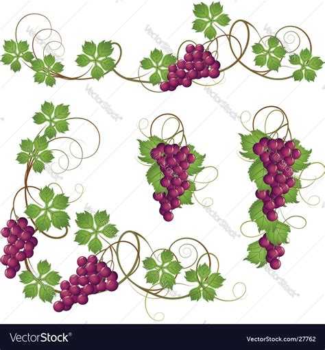 Vine Royalty Free Vector Image - VectorStock