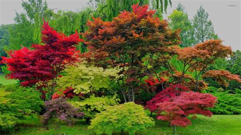 Red maple trees wallpaper - Nature wallpapers - #46466