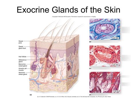 Exocrine glands of the skin diagram Diagram | Quizlet