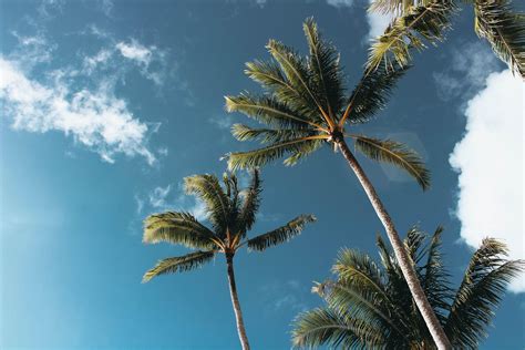 Palm Tree Desktop Wallpapers - Top Free Palm Tree Desktop Backgrounds - WallpaperAccess