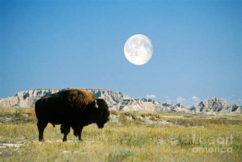 Bison In Badlands National Park Photograph by Mark Newman