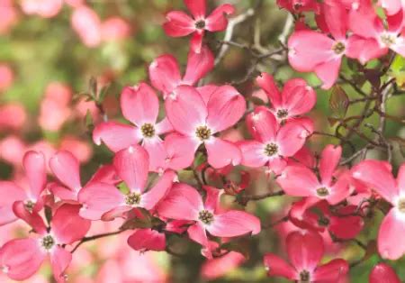 Red Flowering Dogwood Tree: Care and Planting Guide