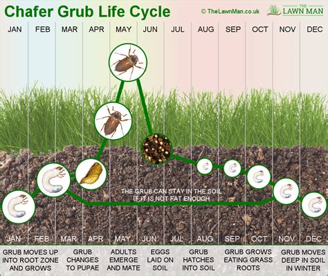 Chafer grub life cycle diagram - The Lawn Man