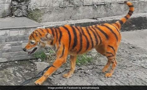 Stray Dog Found Painted To Look Like Tiger, Sparking Outrage