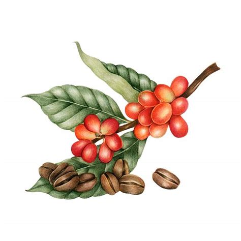 Illustrations Coffee Images | Free vectors, graphics & creative designs ...