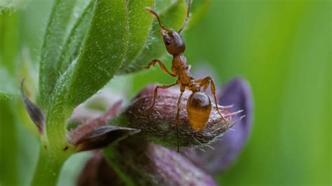 Ants In Garden Archives » Gardening Lovy