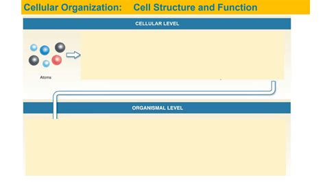 SOLUTION: Cellular Organization: Cell Structure and Function - Studypool