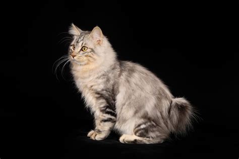 Kurilian Bobtail cat breed: living on an island for centuries