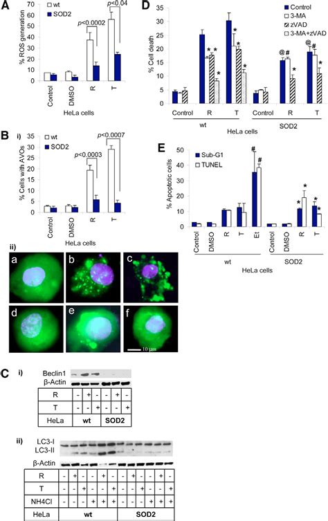 [PDF] Mitochondrial electron-transport-chain inhibitors of complexes I ...