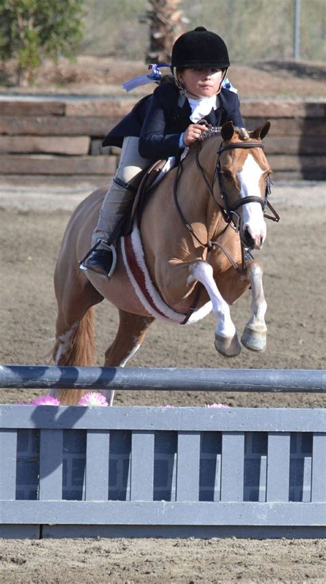 Pin by EverythingEricka on Show Horses and Competition. | Ocala florida ...