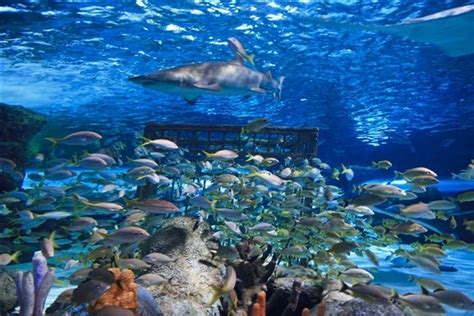 South Carolina Aquarium (2022) | Admission, Hours, Photos & Events