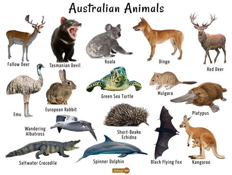 Common List Of Animals - Printable Online
