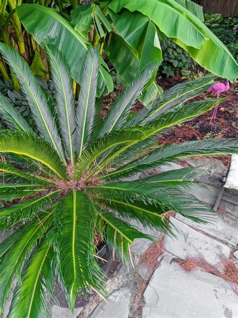 Learn about sago palm care & the safety info you need to know!