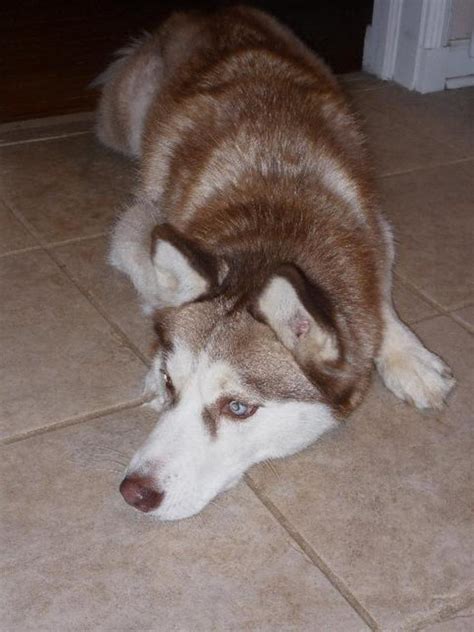 How to Groom a Siberian Husky - PetHelpful