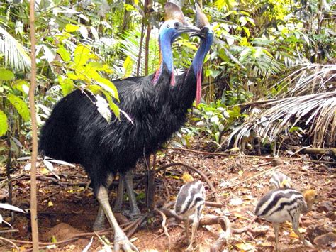 What do cassowaries eat