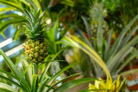 What You Need To Know To Grow A Pineapple In Your Own Home