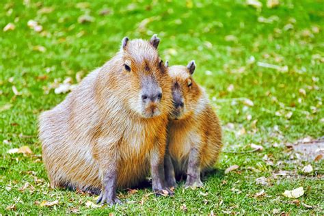 capybara pet-4 – Pets Nurturing