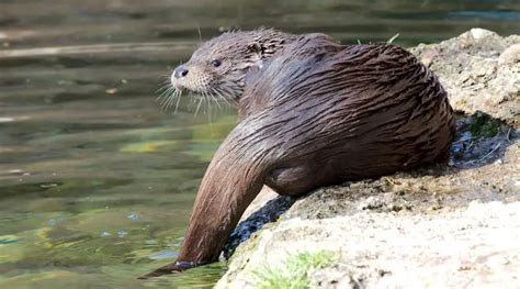 Eurasian Otter | The Animal Facts | Appearance, Diet, Habitat, Lifespan