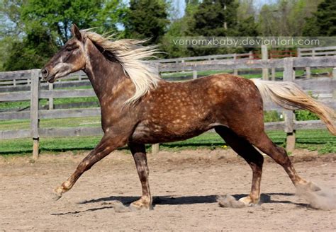 rusty silver dapple 2 by venomxbaby Horses And Dogs, Show Horses, Wild ...