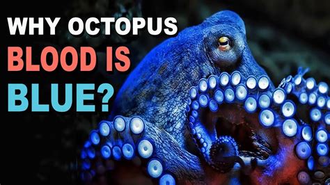 Why Is Octopus Blood Blue? Amazing Nature | - YouTube