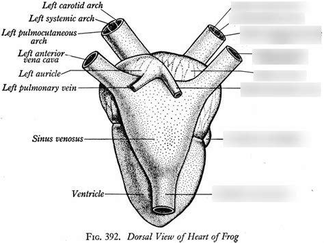 Dorsal View of Frog Heart/ Right Side Diagram | Quizlet