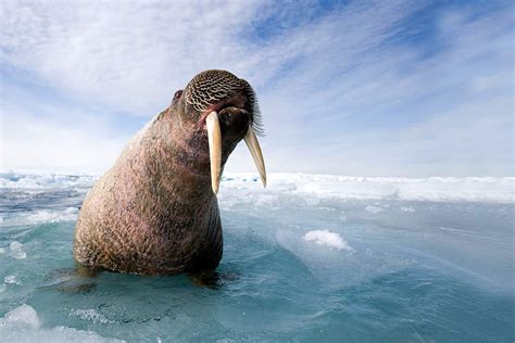 Facts about walruses