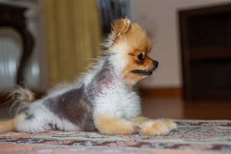 Alopecia in Dogs: 5 Causes & Treatment – Dogster