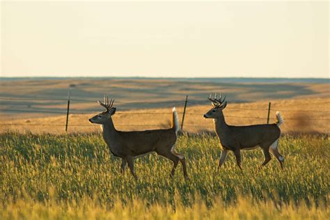 Wildlife Viewing | Montana's Missouri River Country