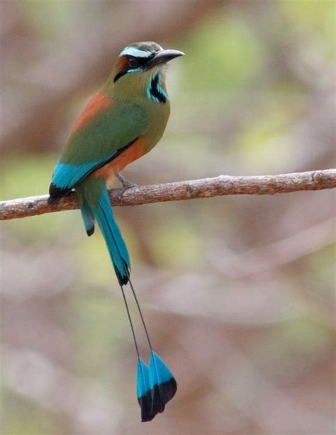 National bird of Nicaragua "Guardabarrancos." ("ravine-guard") | NATURE ...