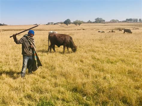 Herding cattle in Gauteng to send every cent possible to Lesotho | GroundUp