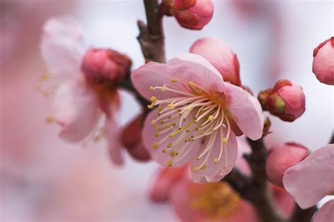 12 Best Places to View Plum Blossom in Japan | Kyuhoshi