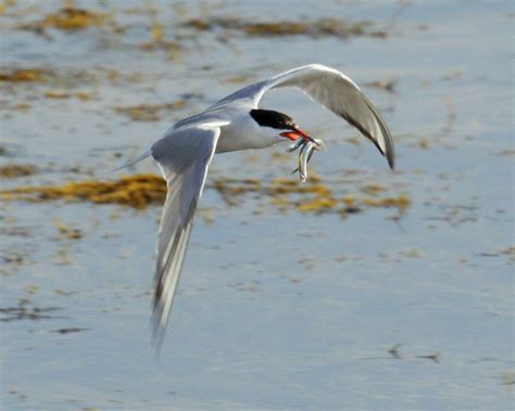 THE BACK STORY -: "Welcome To The Sand Lance Buffet!" Common Terns, Double-crested Cormorants ...