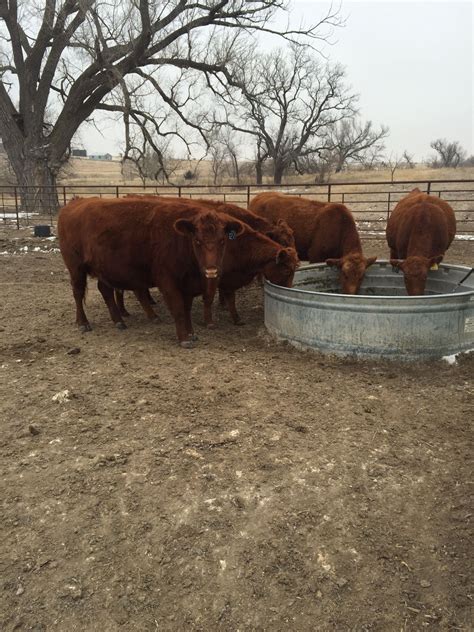 Pin on Ranch | Animals, Cow, Ranch