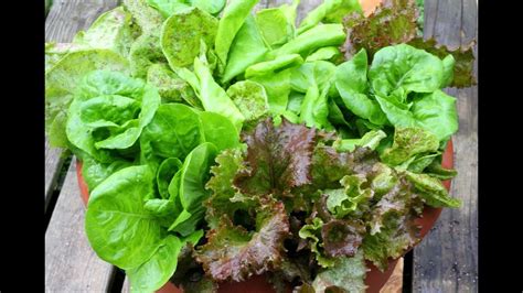 How To Grow Lettuce In Containers - Recommended container & potting soil for growing lettuce ...