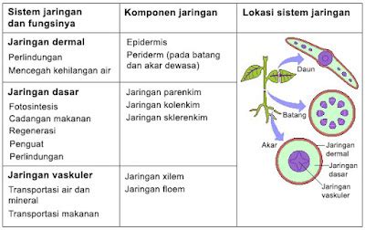 Jaringan Dasar, Dermal, Dan Vaskuler Pada Tumbuhan - JURNAL KU