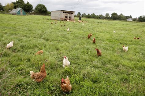 Free Range chickens - Stock Image - F003/1971 - Science Photo Library