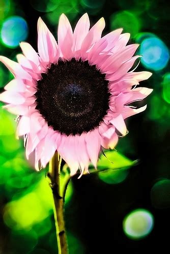 Pink sunflowers i wish they were real