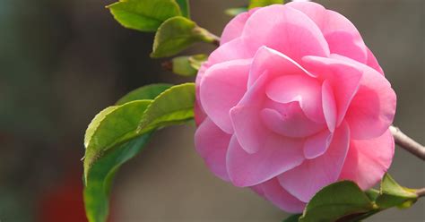 11 of the Best Camellia Cultivars to Grow at Home – Make House Cool