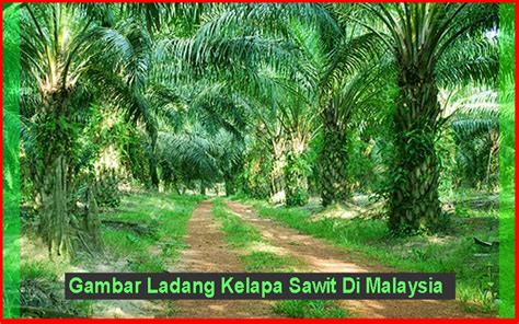 Kongsi Gambar Ladang Kelapa Sawit Di Malaysia | Kelapasawitnews.com ...