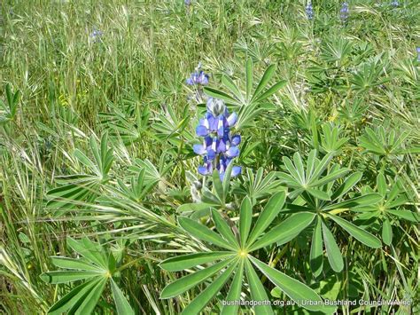 Blue Lupin - Urban Bushland Council WA