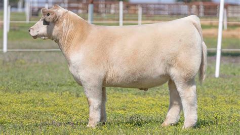 RCC Blog: Goretska Show Steers FallBorn Steer Sale is Impressive!!