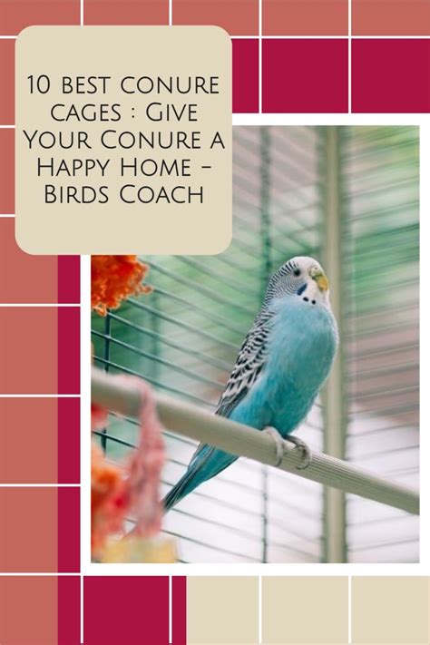 10 best conure cages : Give Your Conure a Happy Home - Birds Coach | Conure cage, Conure, Pet bird