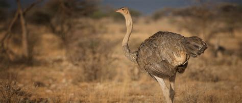 Ostrich | African Wildlife Foundation