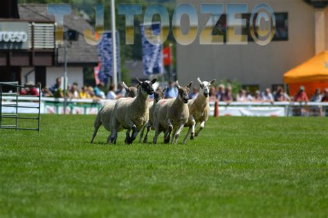 royal welsh day 2 037 | sheep dog trials 2012 royal welsh sh… | Flickr