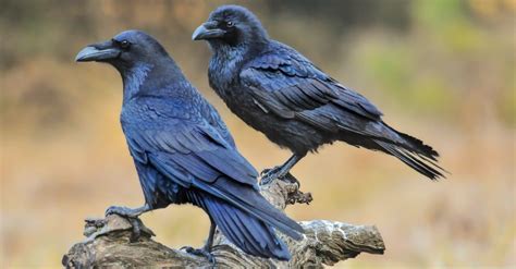 Raven vs Crow Size: How to Tell Them Apart - A-Z Animals