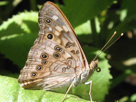 Minnesota Butterflies: Pictures and Butterfly Identification Help