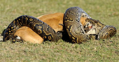 African rock python - Amazing Pets For You