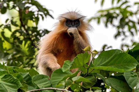 Golden Langur in India